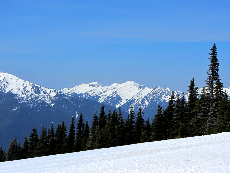 Hurricane Ridge at Olympic NP in WA