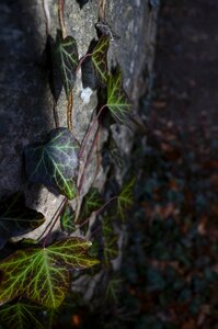 Tombstone stone autumn