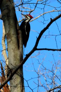 Pileated woodpecker