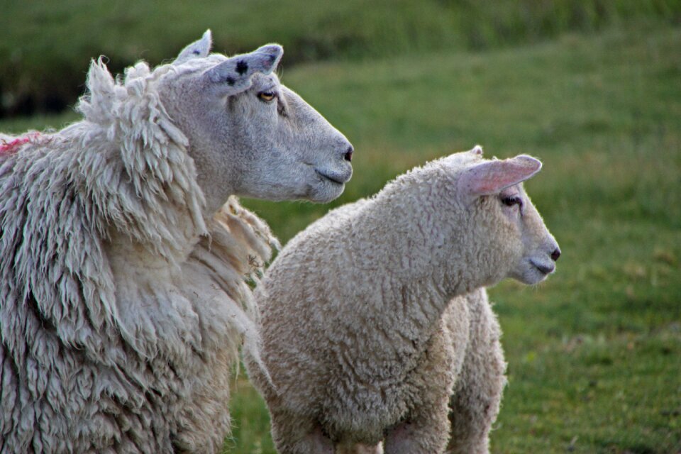 Dike sheep nature animal