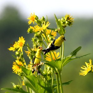 American Goldfinch on Cup Plant