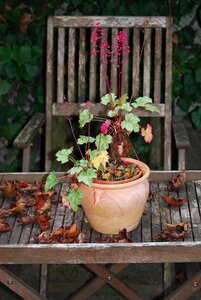 Garden chair leaf coloring pot photo