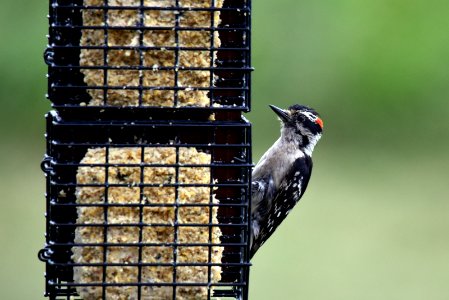 Juvenile downy woodpecker photo