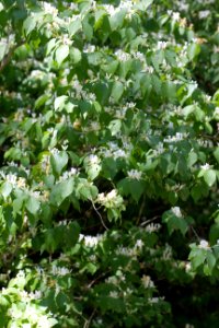 Non-native invasive bush honeysuckle photo