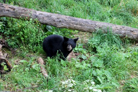 Black Bear