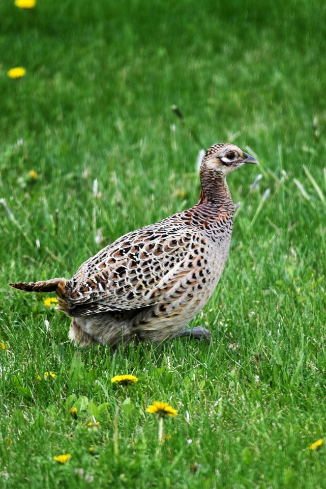 Ring-necked pheasant