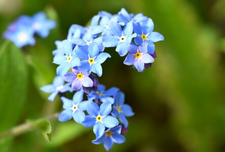 Flowers blue close up photo