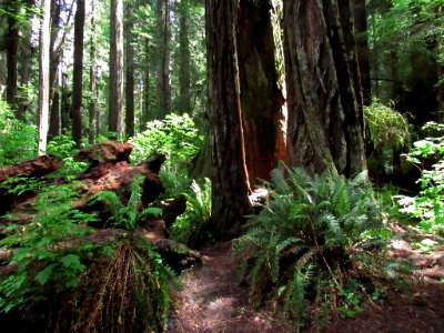 Redwoods in California