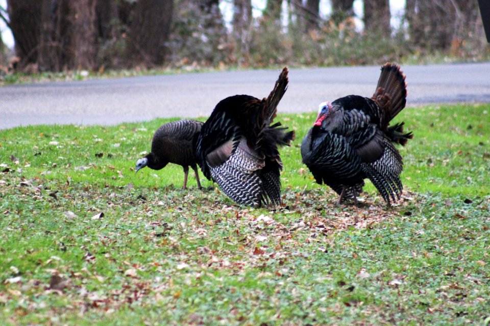 Wild Turkey photo