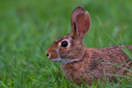 Eastern Cottontail Rabbit photo