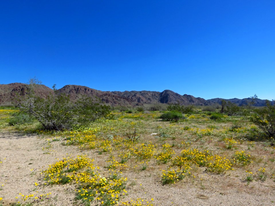 Cottonwood Spring with Wildflowers at Joshua Tree NP in CA