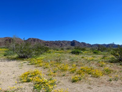 Cottonwood Spring with Wildflowers at Joshua Tree NP in CA photo