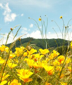Landscape poppy nature