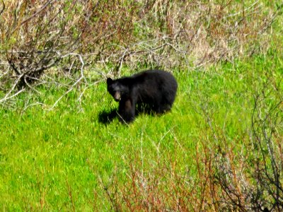 Black Bear at Yosemite NP in CA photo