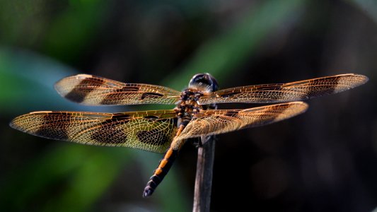 Halloween Pennant Dragonfly photo
