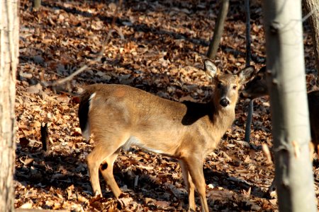 White-tailed deer