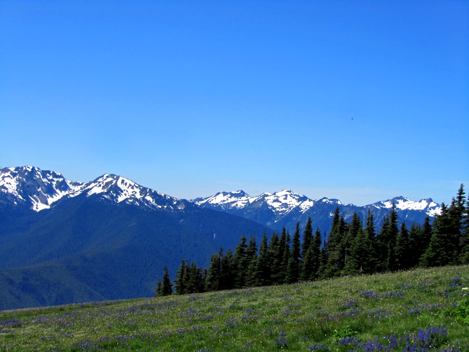 Hurricane Ridge at Olympic NP in WA