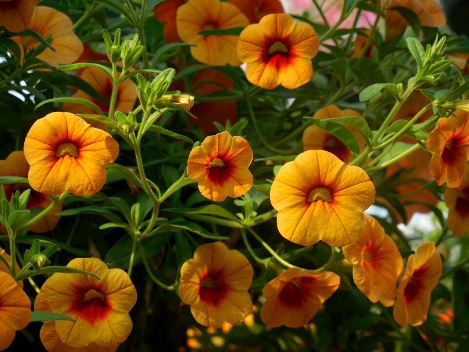 Plant green gardening