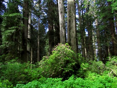 Redwoods in California