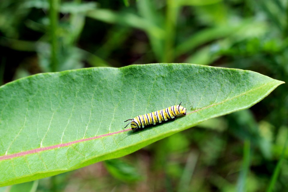 Monarch Caterpillar on Common Milkweed photo