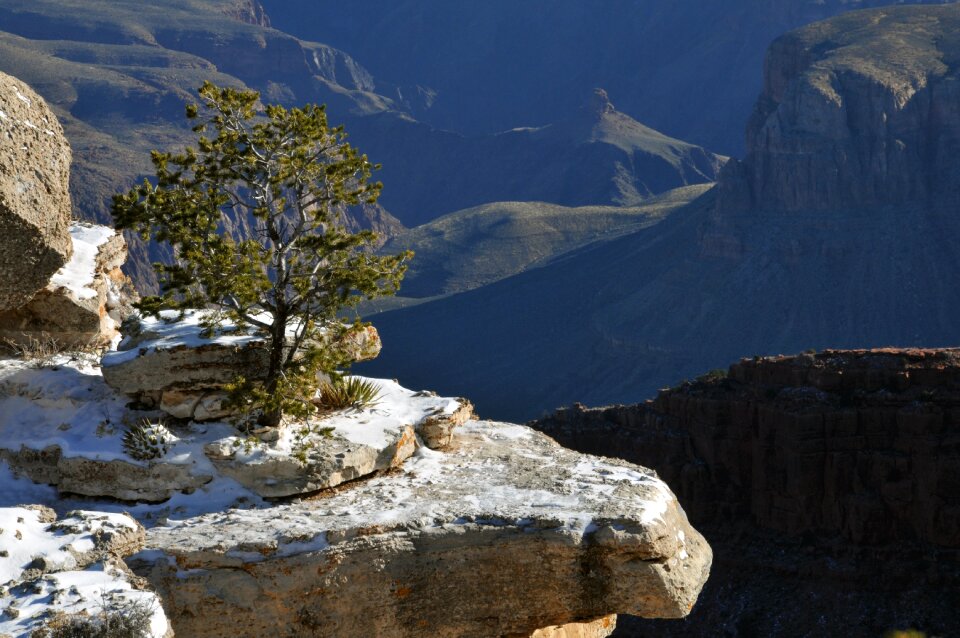 Winter tree ledge photo