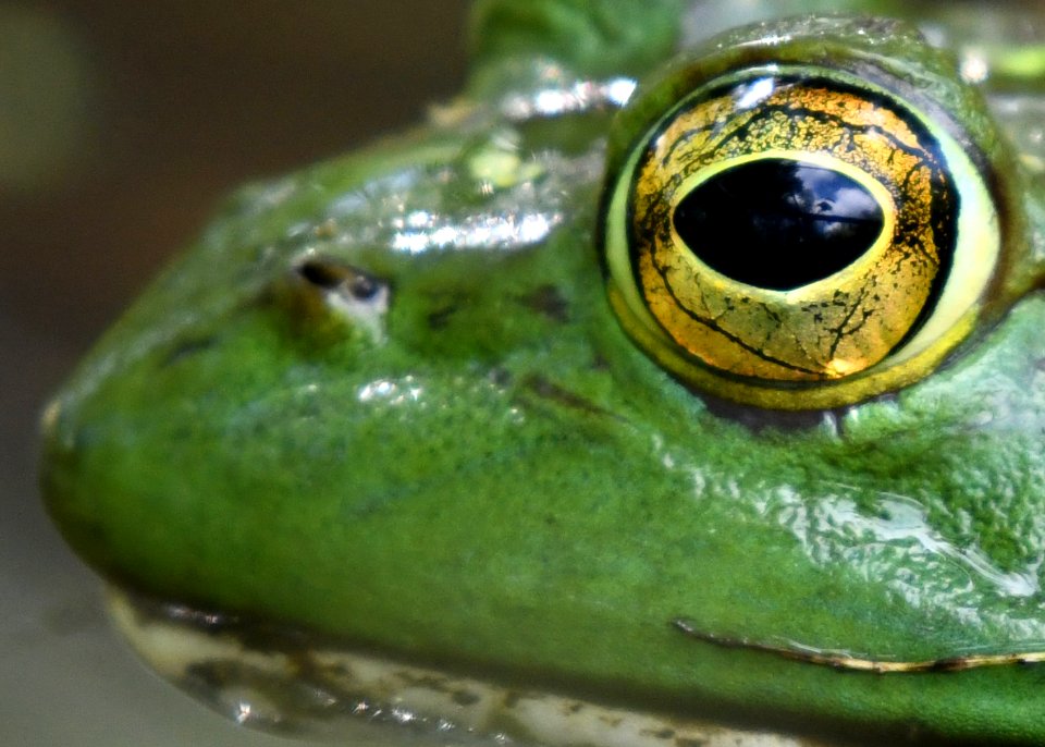 American Bullfrog