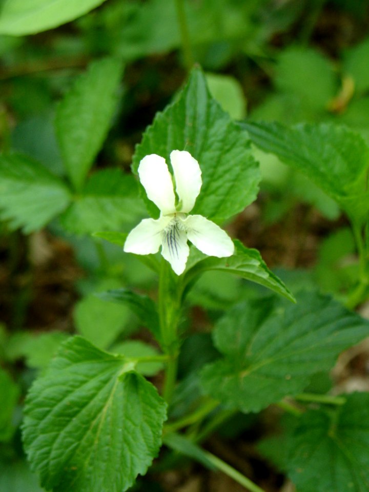 Striped violet