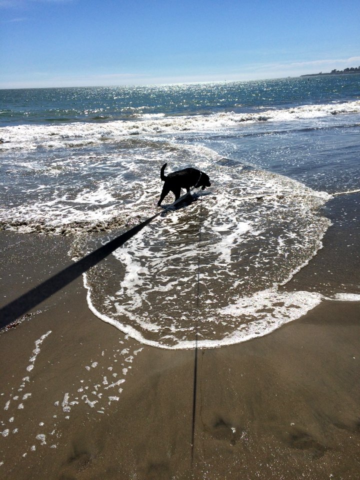 Black Lab at Santa Cruz, Beach