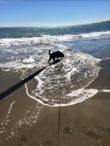 Black Lab at Santa Cruz, Beach