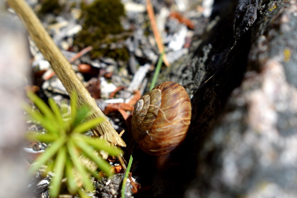 Snail at Huron National Wildlife Refuge