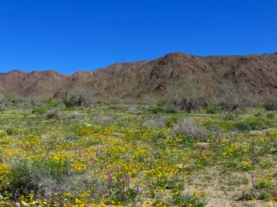 Cottonwood Spring with Wildflowers at Joshua Tree NP in CA photo