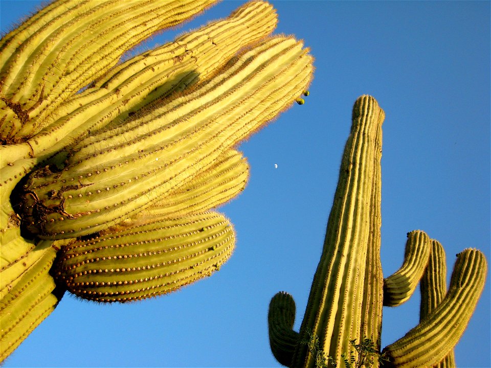 Tall Sentials