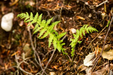 New York Fern photo