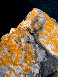 Lichens at Huron National Wildlife Refuge
