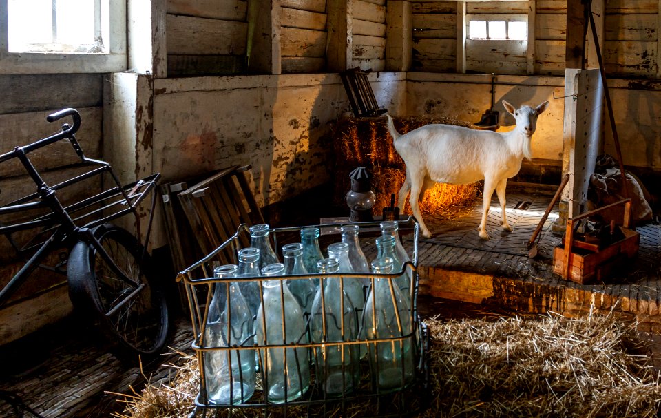 The Goat in the Barn