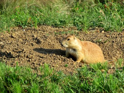 Prairie Dogs at Devils Tower NM in WY