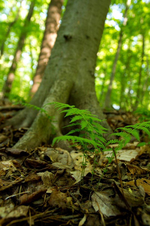 New York Fern