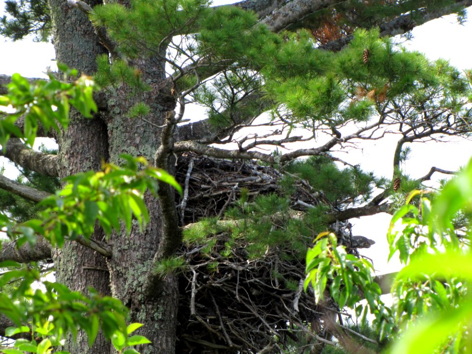 Bald eagle nest at Huron National Wildlife Refuge