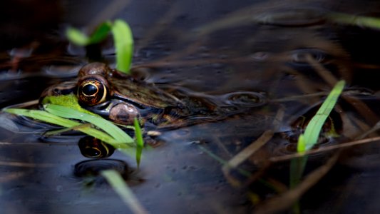 Green Frog photo