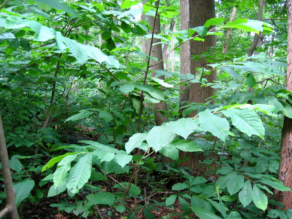 Rich Cove Forest at Harpers Ferry NHP