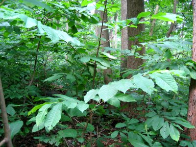 Rich Cove Forest at Harpers Ferry NHP