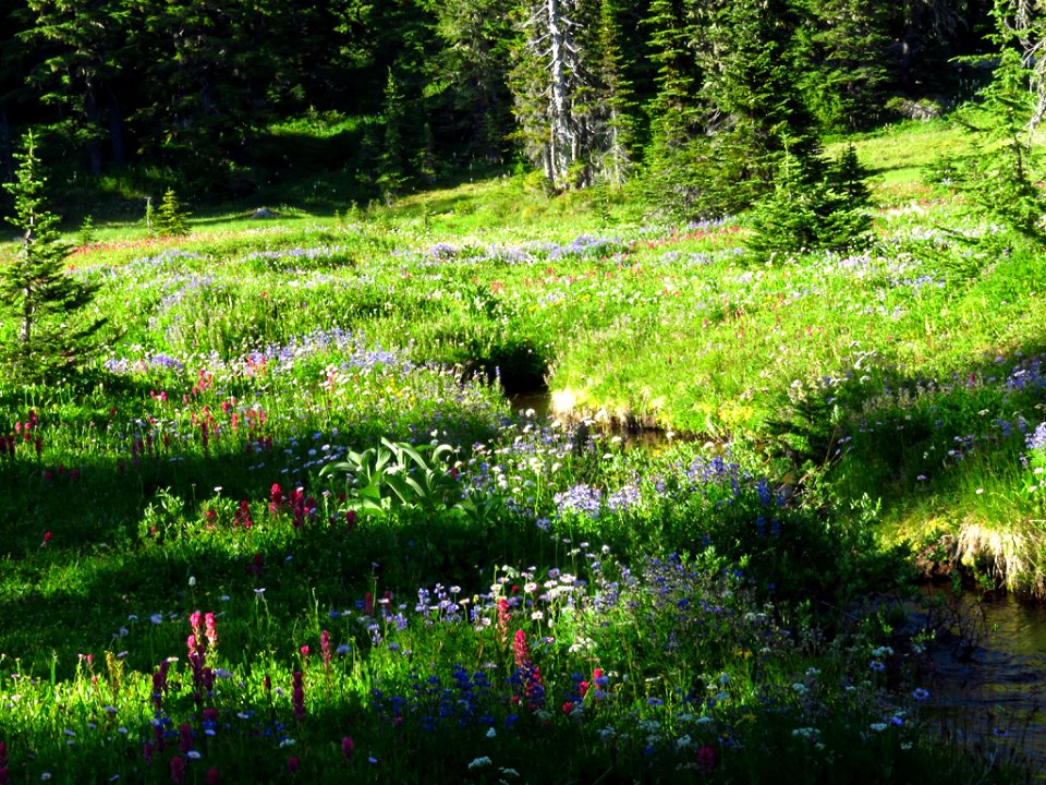 Wildflowers at Mt. Rainier NP in WA