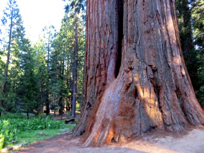 Sequoia National Forest in California