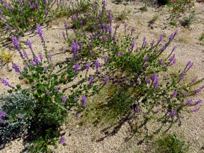 Cottonwood Spring with Wildflowers at Joshua Tree NP in CA photo