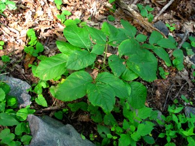 Wild sarsaparilla photo