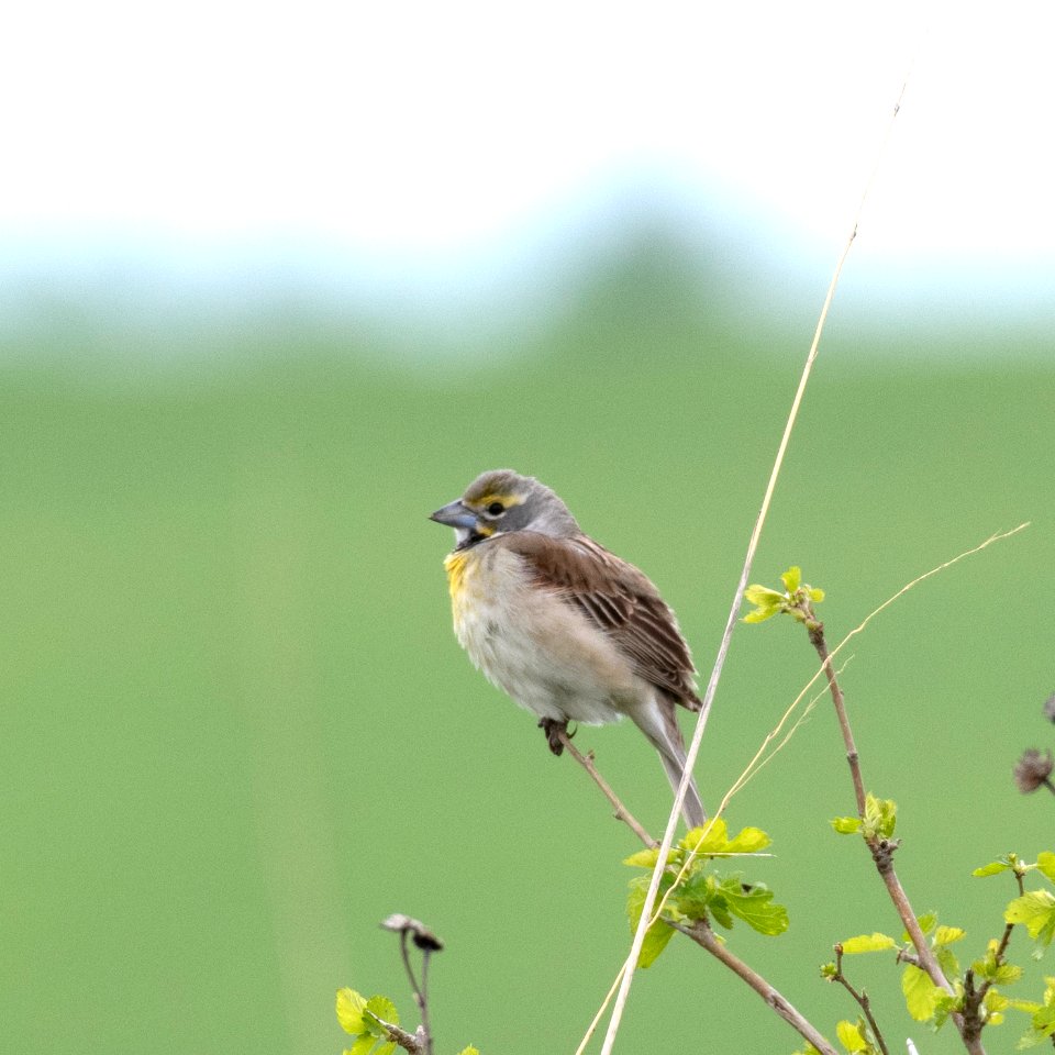 Dickcissel
