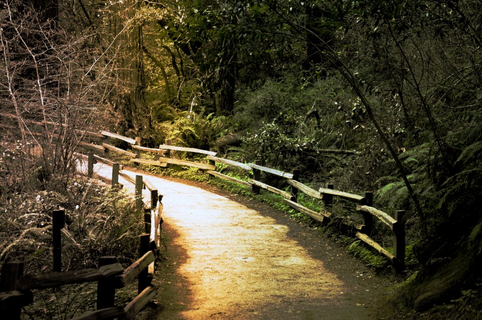 Outdoors muir woods northern california