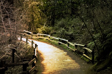 Outdoors muir woods northern california