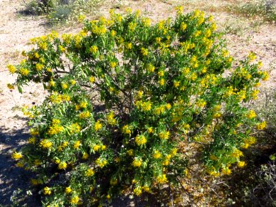 Cottonwood Spring with Wildflowers at Joshua Tree NP in CA