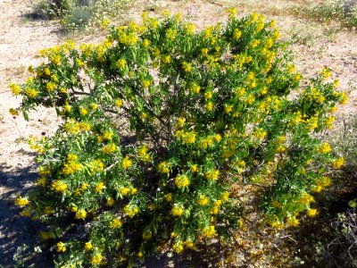 Cottonwood Spring with Wildflowers at Joshua Tree NP in CA photo